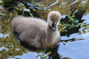baby swan swims on a lake on a sunny summer day. The baby swan is seven days after birth