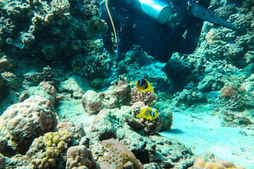 Couple of scuba divers on the sandy bottom watching beautiful klown fish