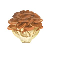 秋の味覚　舞茸　まいたけ