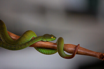 Red tail green bamboo pit viper on a wooden stick at Red Cross' snake farm, Bangkok, Thailand