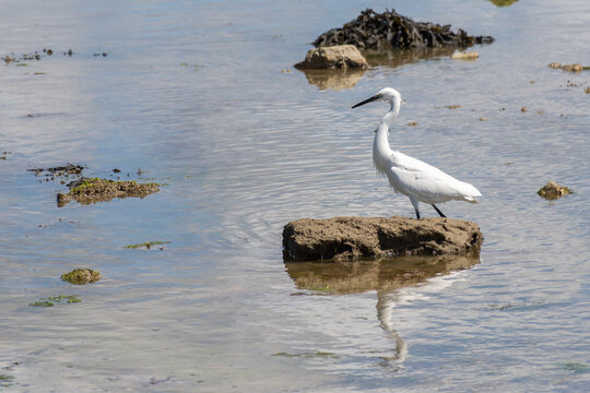 egreta on a beach in Le Pouliguen - France
