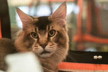Maine Coon cat in a cage at cat competition