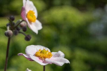 Close-up of a white and pink Japanese anemone (anemone hupehensis) blossom in full bloom
