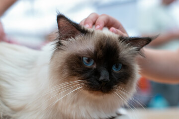 Kid petting cat on a table at cat competition