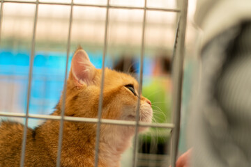 Cat meowing in a cage at cat competiton