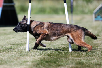 Sable with black mask working Belgian shepherd malinua dog doing agility slalom pools on dog agility course competition. Fast and furious malinois running fast speed on outside grass field