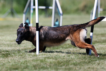 Sable with black mask working Belgian shepherd malinua dog doing agility slalom pools on dog...