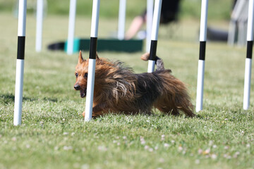 Black and sable tan purebred typical australian terrier running dog agility slalom obstacle on...