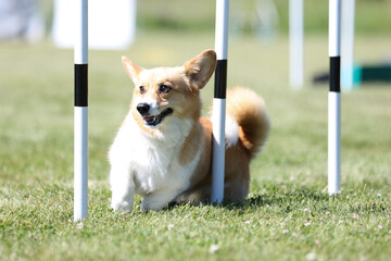 Purebred active sable and white welsh corgi pembroke running dog agility course with full...