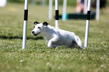 Purebred active black and white jack russel terrier running dog agility course with full attention.Fast and furious parson Russel terrier winner champion on outside agility competition on summer time