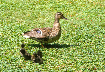 Canard colvert,.Anas platyrhynchos, Mallard,