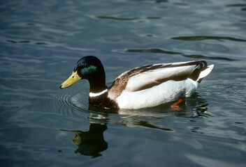 Canard colvert,. Anas platyrhynchos, Mallard