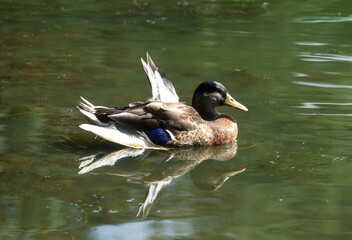 Canard colvert,. Anas platyrhynchos, Mallard