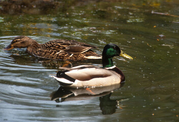 Canard colvert,. Anas platyrhynchos, Mallard