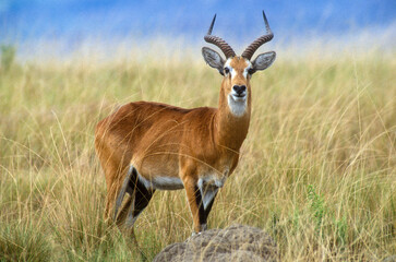 Cobe de Buffon, Kobus kob, Parc national de la Rwindi, République Démocratique du Congo