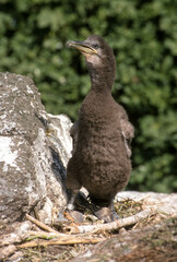 Cormoran huppé, nid, .Phalacrocorax aristotelis, European Shag,