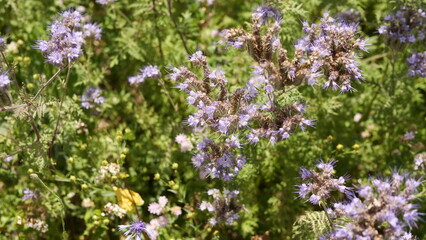 Feld mit Phacelia Pflanzen