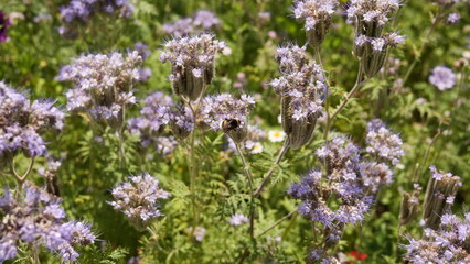 Hummel im Phacelia Planzen Feld 