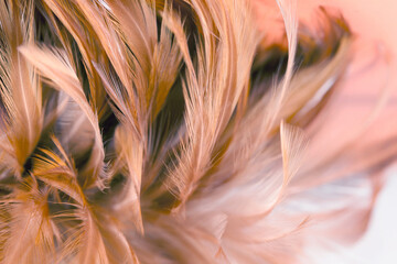 chickens feather texture for background, Abstract art