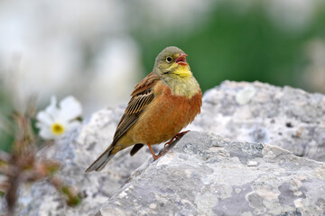 Ortolan // Ortolan bunting (Emberiza hortulana)