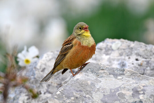 Ortolan // Ortolan bunting (Emberiza hortulana)