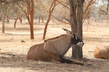 Roan antelope (Hippotragus equinus) in Bandia reserve, Senegal, Africa. African animal. Group of roan antelope (Hippotragus equinus). Safari in Africa, Bandia reserve. Senegalese nature, landscape