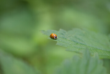 ladybird on a leaf