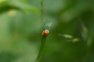 ladybug on grass