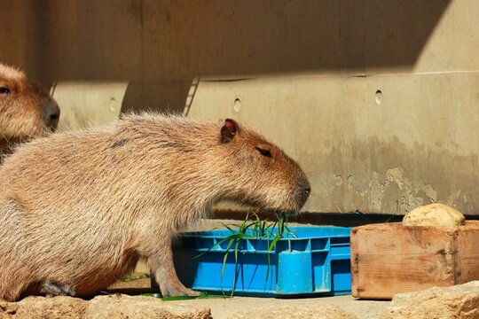 カピバラ Images Browse 1 7 Stock Photos Vectors And Video Adobe Stock