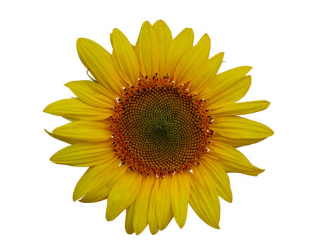 Sunflower head isolated on a white background.