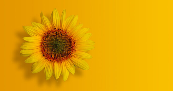 Sunflower head isolated on positive yellow orange background as concept of healthy lifestyle and proper nutrition for promotional banner or label, greeting card, invitation, sticker, etc.	