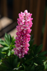 Fototapeta premium pink and purple flowers