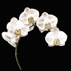Fototapeta na wymiar watercolor white orchid. Phalaenopsis is a realistic tropical flower. isolated illustration