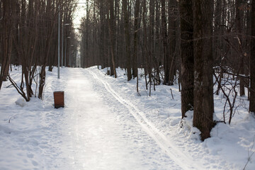 Ski track in the winter forest. Sports recreation on skis.