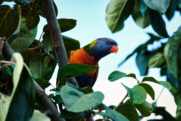 Rainbow lorikeet parrot sitting on a tree branch  - Powered by Adobe
