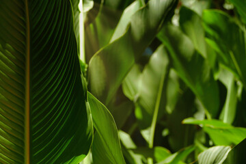 Close up of a tropical leaf with blurred background 