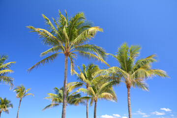 Fototapeta na wymiar Palm trees and blue sky in South Beach, Miami Beach in Florida