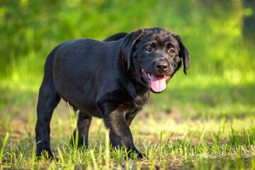 black labrador retriever puppy