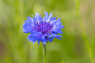 blue flower on grass