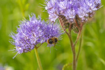 bee on a flower