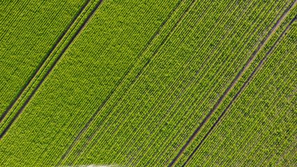 Aerial drone view high up to beds of green ripening potatoes bushes. Country field of potato in row...