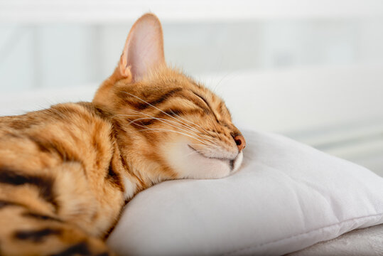Close-up of a sleeping domestic cat on a white pillow.