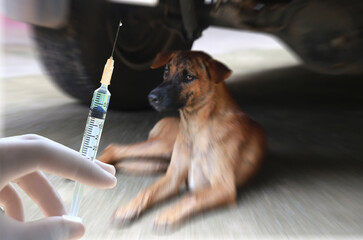 Vaccine Rabies Bottle and Syringe Needle Hypodermic Injection,Immunization rabies and Dog Animal...