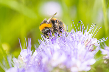 bee on flower