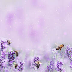 Honey bee pollinating lavender flowers. Plant decay with insects. Blurred summer background of lavender flowers with bees. Beautiful wallpaper. soft focus. Lavender Field