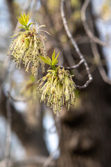 A branch with young leaves in natural conditions in spring.