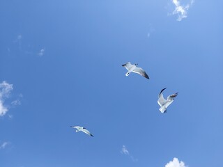 Birds in fly