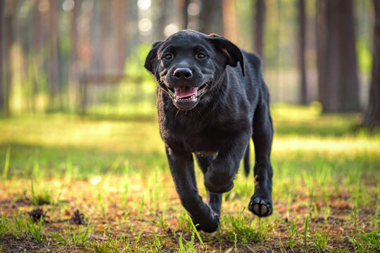 black labrador puppy in the park