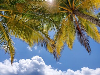 Coconut trees