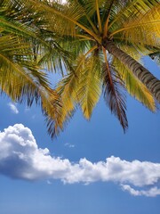 Palm tree on sky